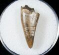 Tyrannosaur Premax Tooth (Aublysodon) - Montana #17586-1